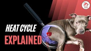 Dog Heat Cycle? : Explained